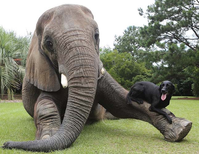 Az elefánt és a labrador barátsága