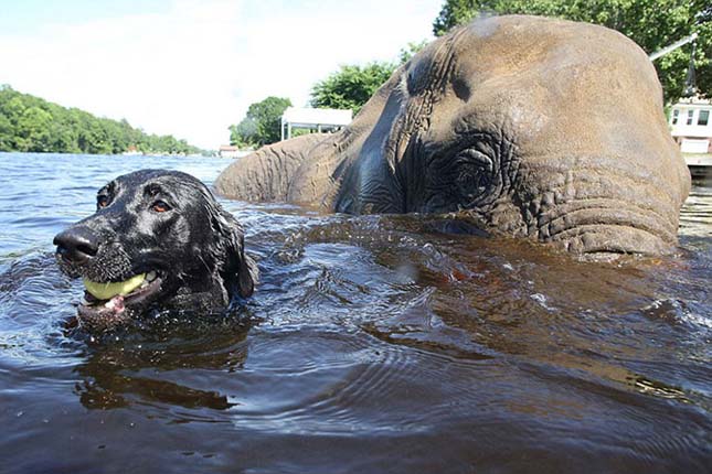 Az elefánt és a labrador barátsága