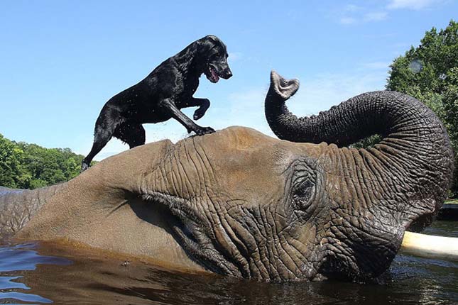 Az elefánt és a labrador barátsága