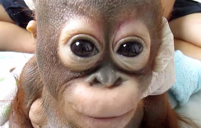Картинки по запросу budi orangutan