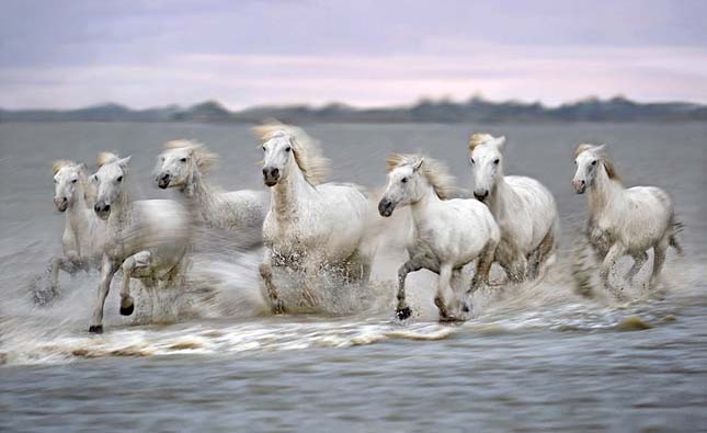 Camargue-i ló