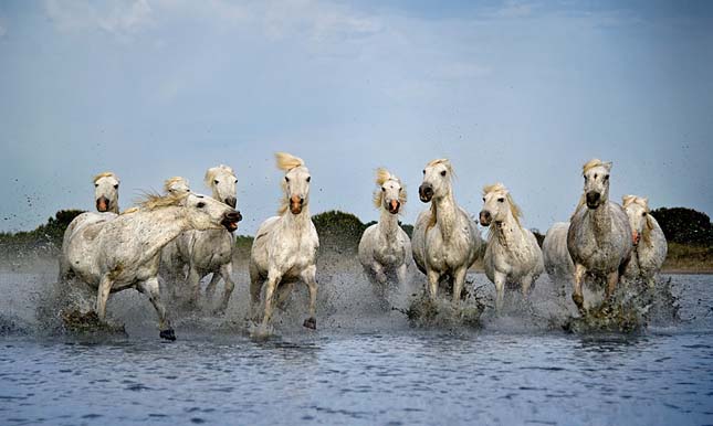 Camargue-i ló