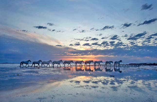 Camargue-i ló