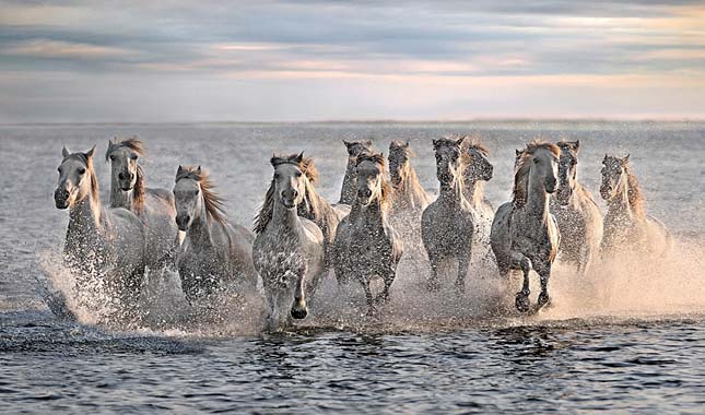 Camargue-i ló