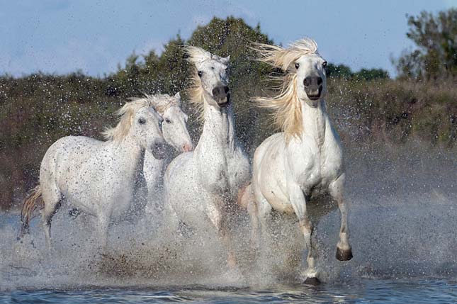 Camargue-i ló