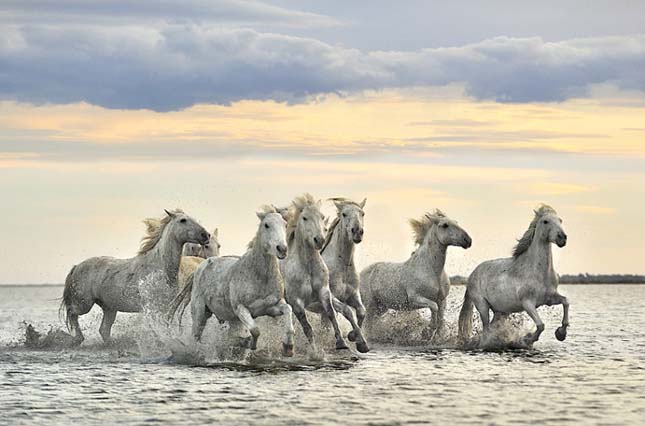 Camargue-i ló