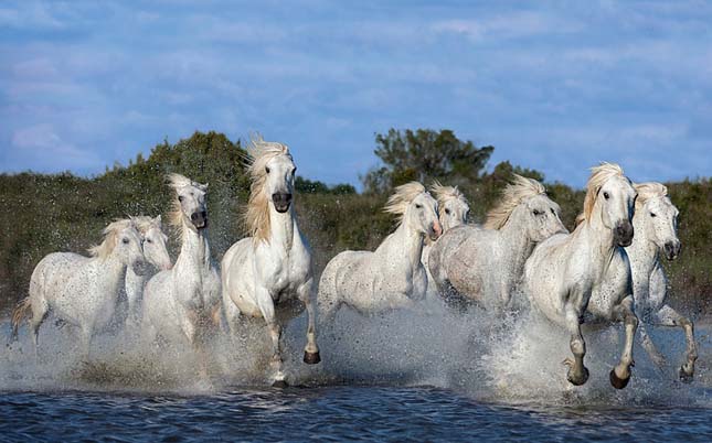 Camargue-i ló