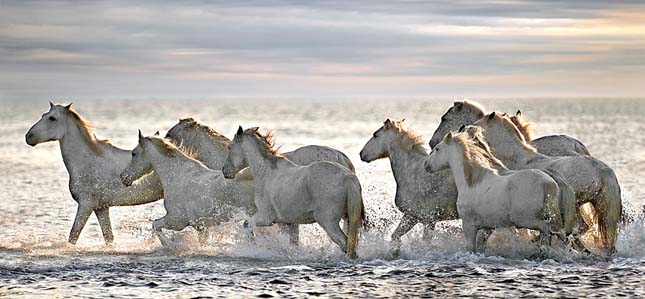 Camargue-i ló