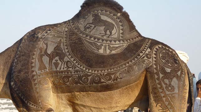 Camel Art - Művészet teveszőrből