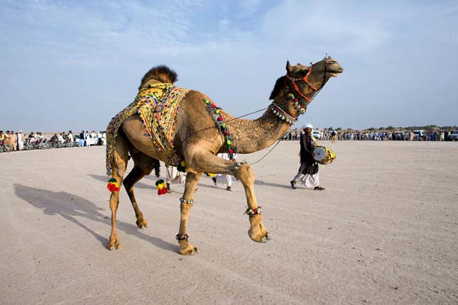 Camel Art - Művészet teveszőrből