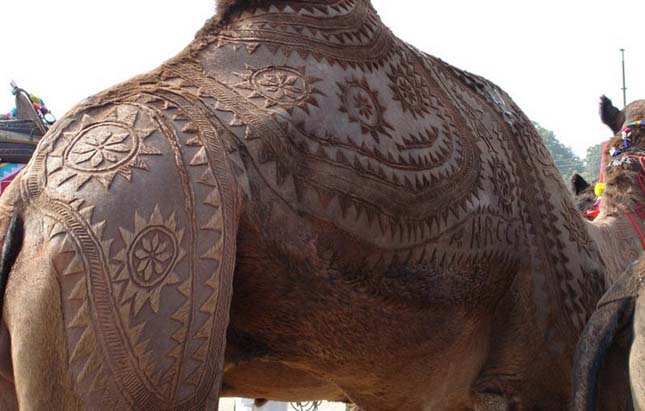 Camel Art - Művészet teveszőrből