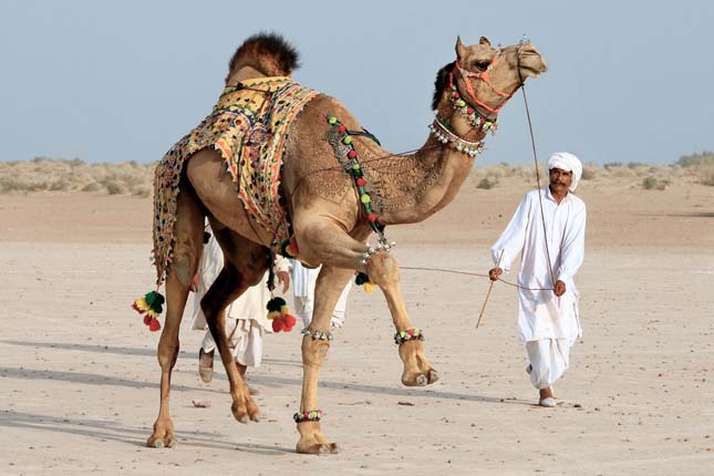 Camel Art - Művészet teveszőrből