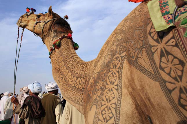 Camel Art - Művészet teveszőrből