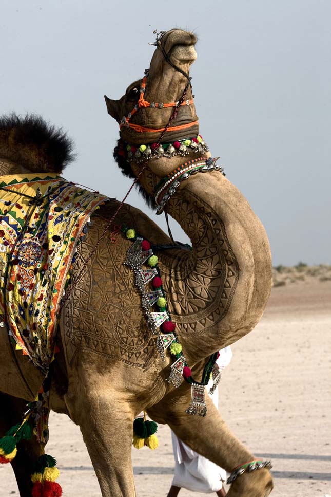 Camel Art - Művészet teveszőrből