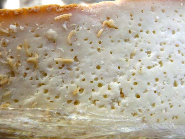 Casu marzu