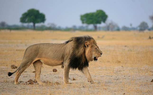 Cecil oroszlán