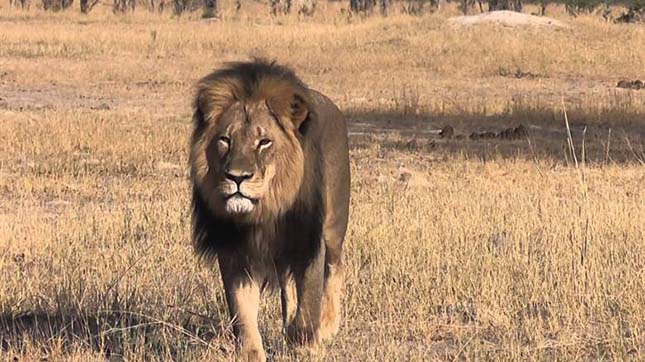 Cecil oroszlán