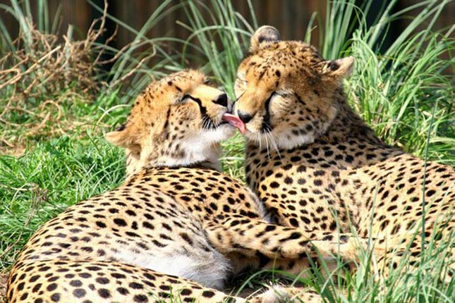 Cheetah Experience