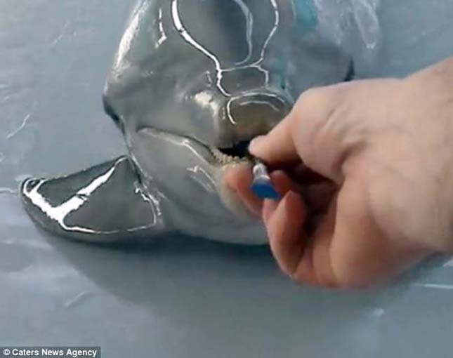 Festő delfin