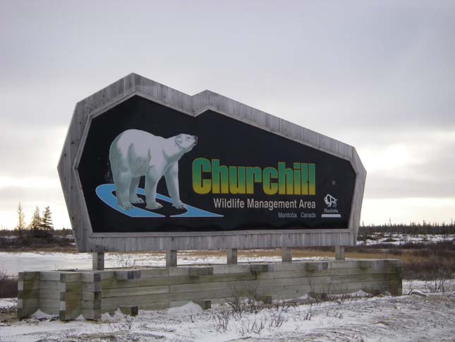 Churchill, a jegesmedvék fővárosa