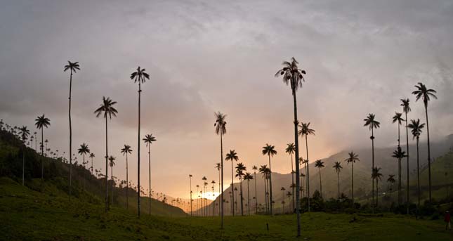 Cocora völgy