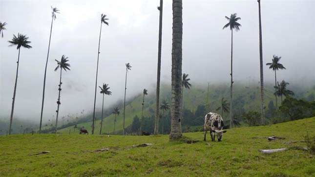 Cocora völgy