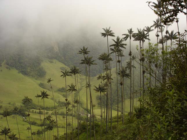 Cocora völgy