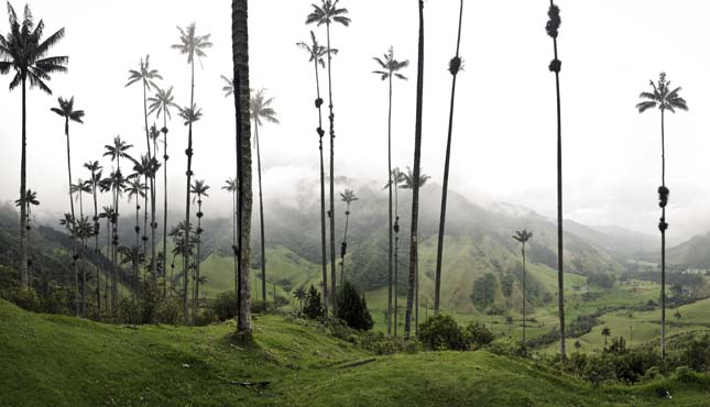 Cocora völgy