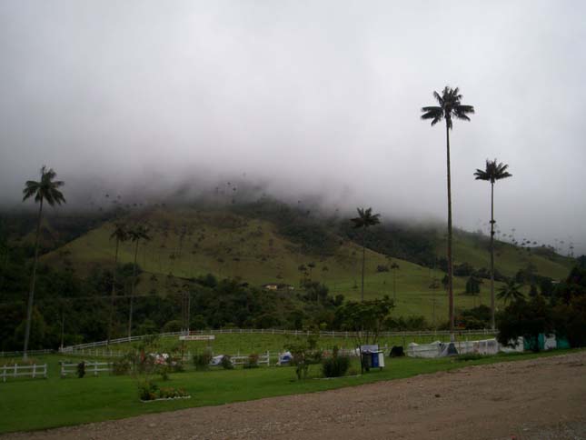 Cocora völgy