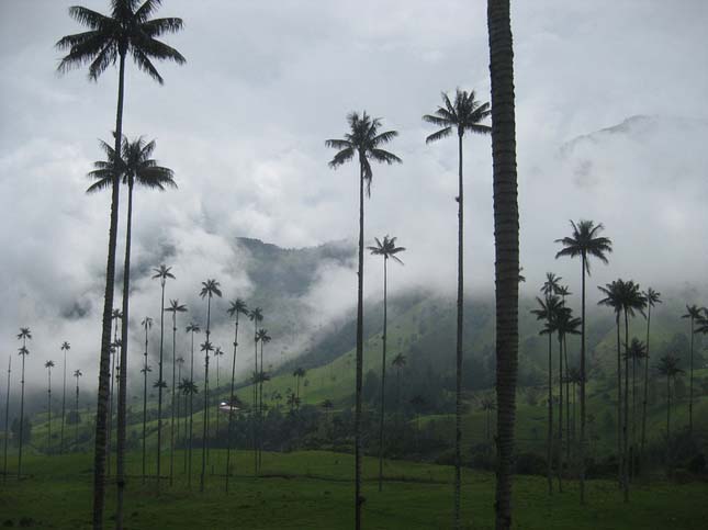 Cocora völgy