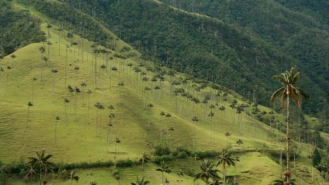 Cocora völgy