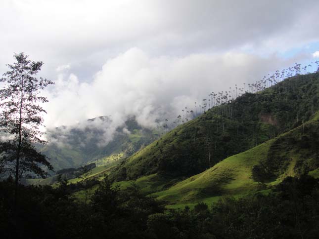 Cocora völgy