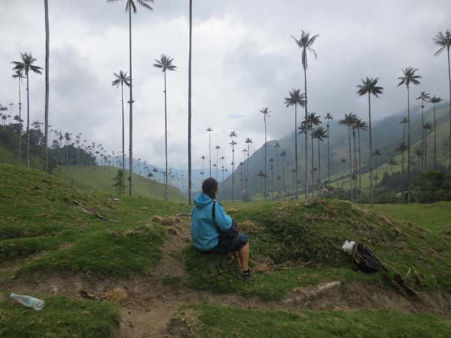 Cocora völgy