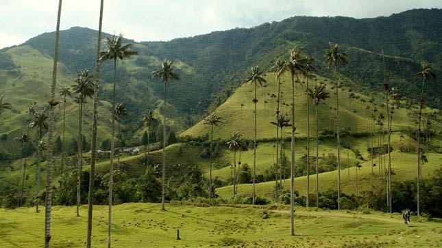 Cocora völgy