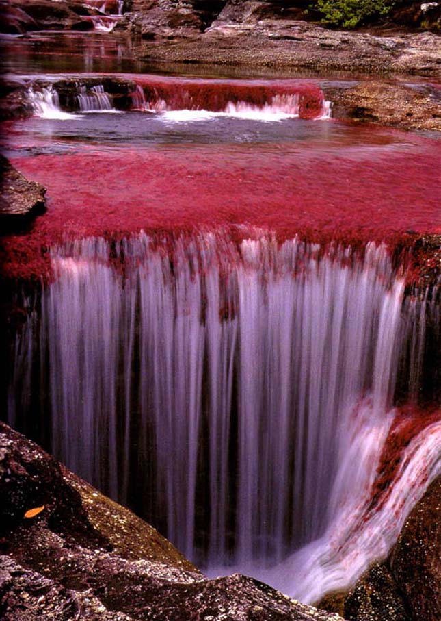 Cano Cristales