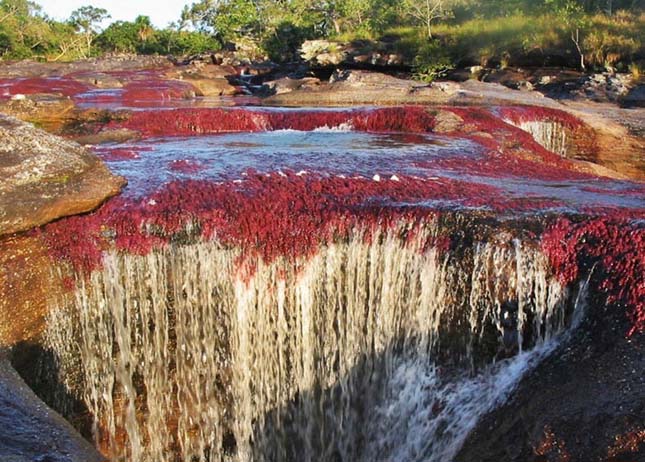 Cano Cristales