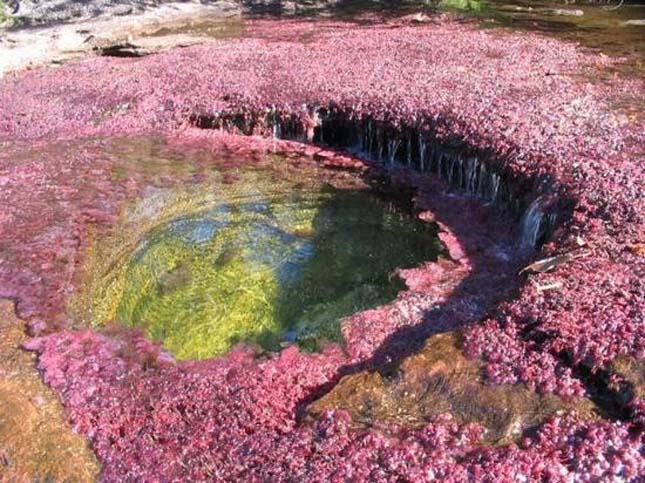 Cano Cristales