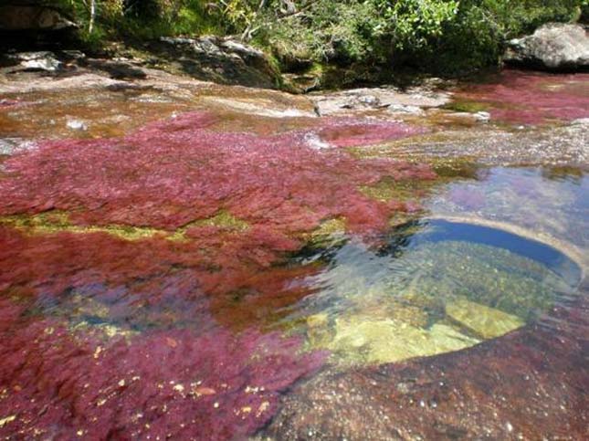 Cano Cristales