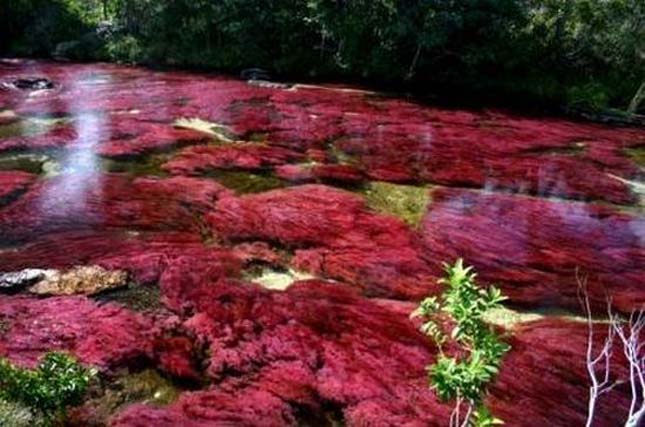 Cano Cristales