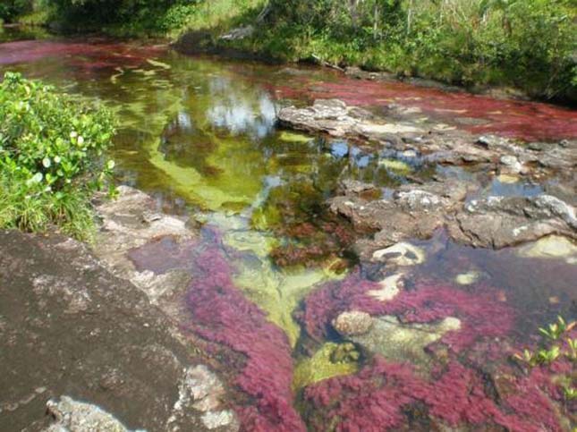 Cano Cristales