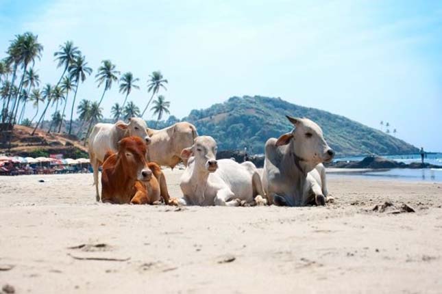 Goa Cow Beach