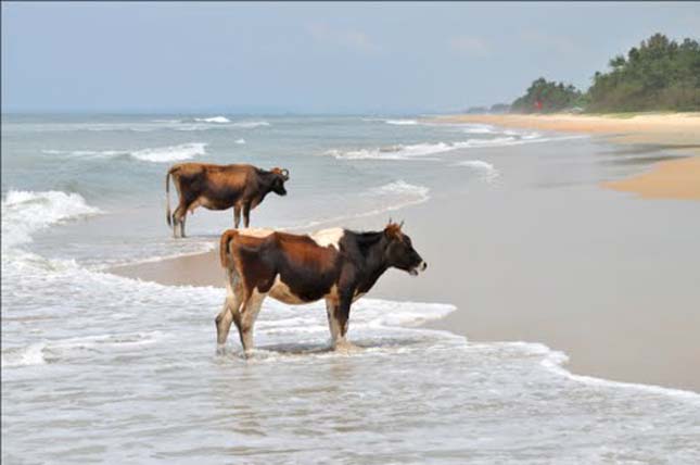 Goa Cow Beach