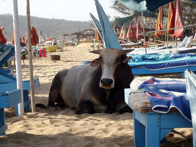 Goa Cow Beach