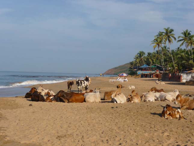 Goa Cow Beach