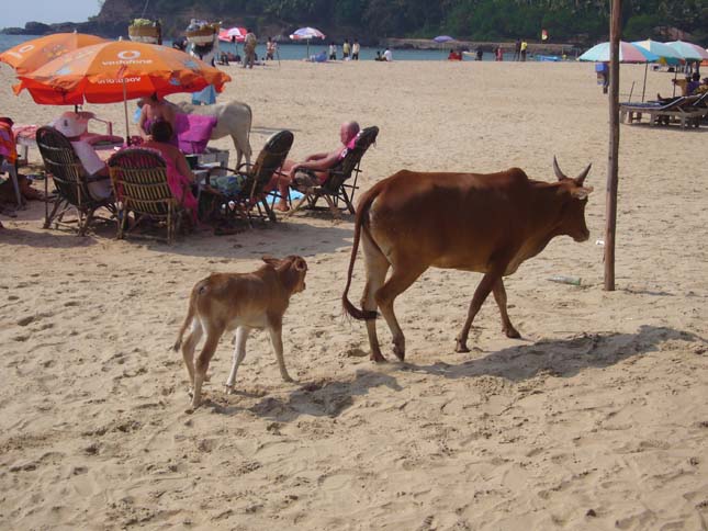 Goa Cow Beach