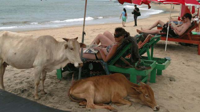 Goa Cow Beach