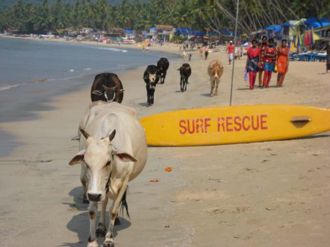 Goa Cow Beach