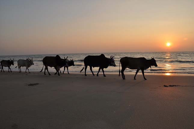 Goa Cow Beach