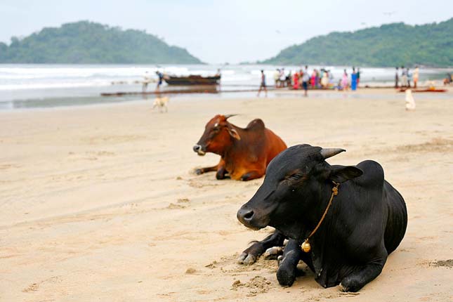 Goa Cow Beach