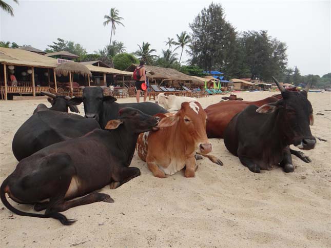 Goa Cow Beach